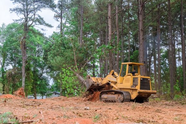 Cost of Forestry Clearing in Greenville