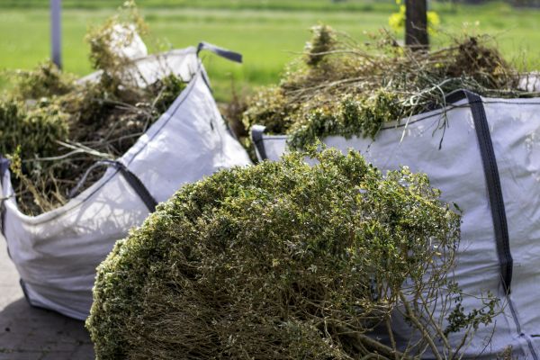 Cost of Bushes Clearing in Greenville