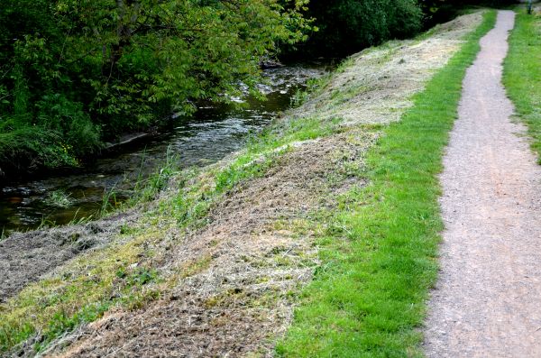 Cost of Trail Cutting in Greenville
